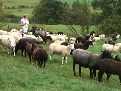 Beltex sheep with the Black sheep The Zwartble flock